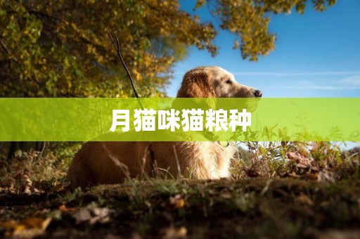 月貓咪貓糧種
