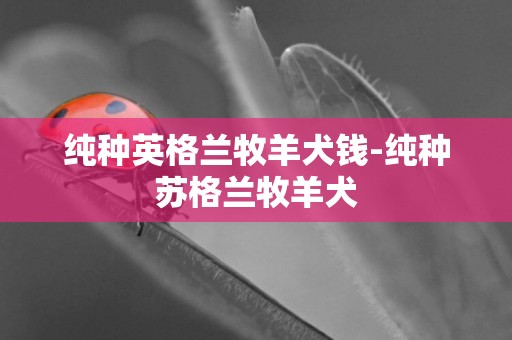 純種英格蘭牧羊犬錢-純種蘇格蘭牧羊犬