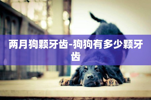 兩月狗顆牙齒-狗狗有多少顆牙齒