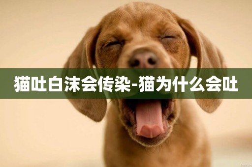 貓吐白沫會傳染-貓為什么會吐