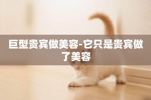 巨型貴賓做美容-它只是貴賓做了美容