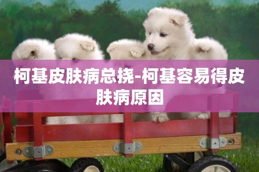 柯基皮膚病總撓-柯基容易得皮膚病原因