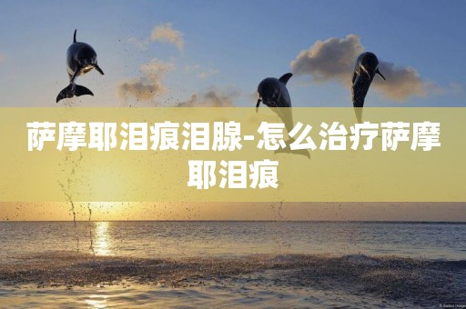 薩摩耶淚痕淚腺-怎么治療薩摩耶淚痕
