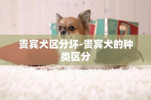 貴賓犬區分壞-貴賓犬的種類區分