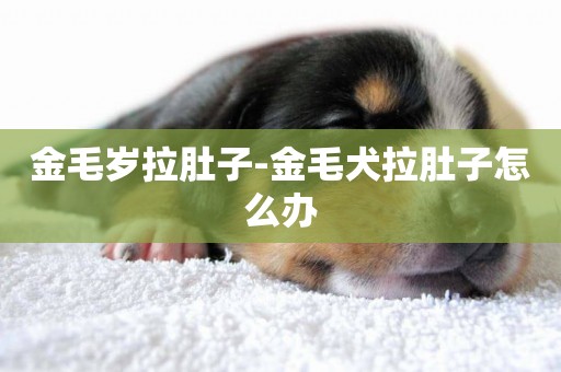 金毛歲拉肚子-金毛犬拉肚子怎么辦