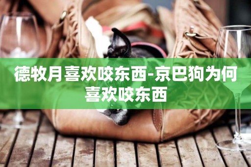 德牧月喜歡咬東西-京巴狗為何喜歡咬東西