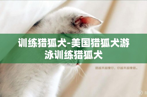 訓練獵狐犬-美國獵狐犬游泳訓練獵狐犬