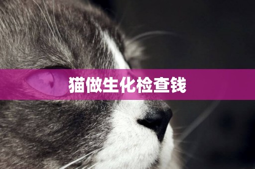 貓做生化檢查錢