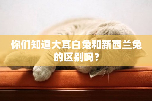 你們知道大耳白兔和新西蘭兔的區別嗎? 你們知道大耳白兔和新西蘭兔的區別嗎?
