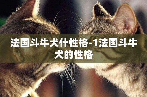 法國斗牛犬什性格-1法國斗牛犬的性格