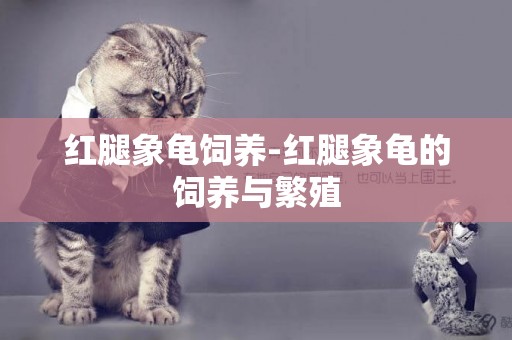 紅腿象龜飼養-紅腿象龜的飼養與繁殖
