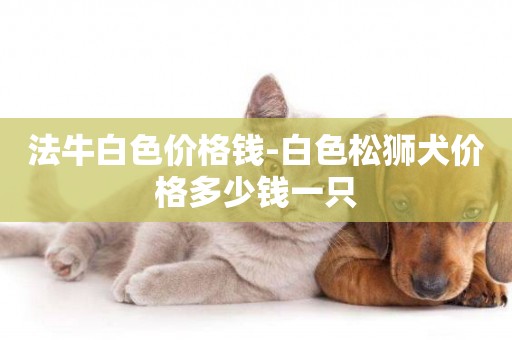 法牛白色價格錢-白色松獅犬價格多少錢一只