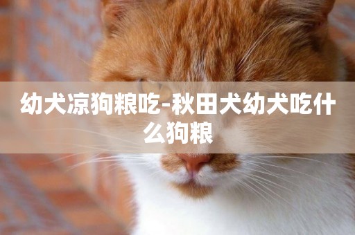 幼犬涼狗糧吃-秋田犬幼犬吃什么狗糧