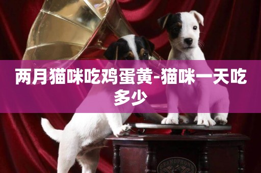 兩月貓咪吃雞蛋黃-貓咪一天吃多少