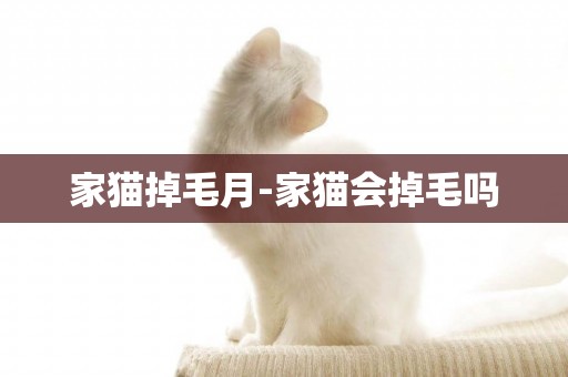 家貓掉毛月-家貓會掉毛嗎