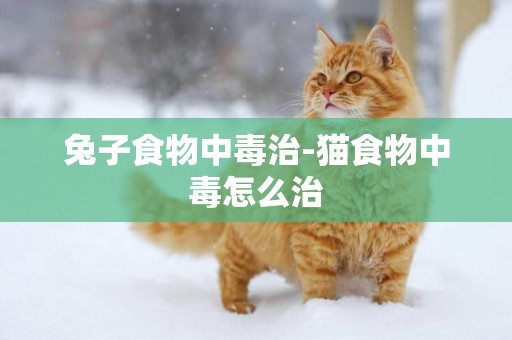 兔子食物中毒治-貓食物中毒怎么治
