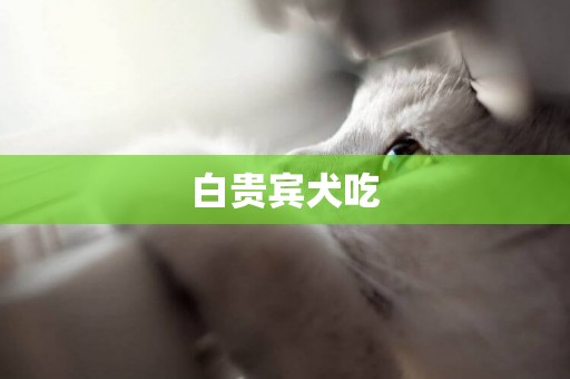 白貴賓犬吃