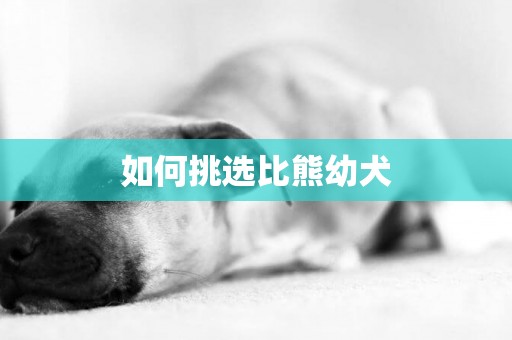 如何挑選比熊幼犬