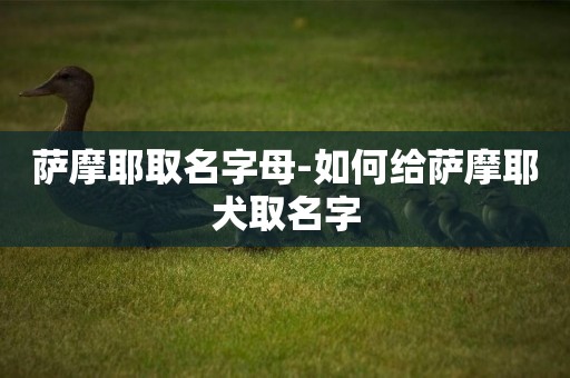 薩摩耶取名字母-如何給薩摩耶犬取名字