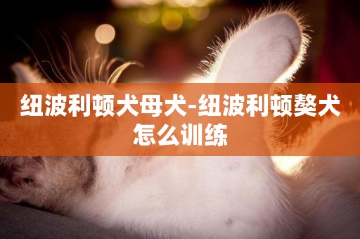 紐波利頓犬母犬-紐波利頓獒犬怎么訓練