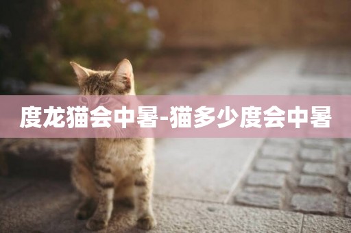 度龍貓會中暑-貓多少度會中暑