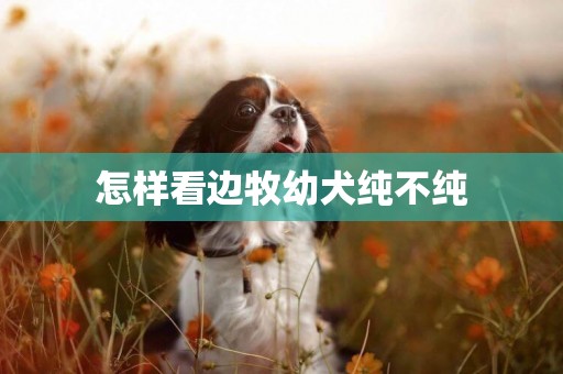 怎樣看邊牧幼犬純不純