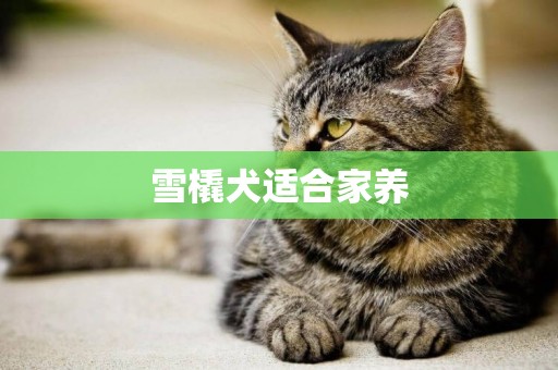 雪橇犬適合家養