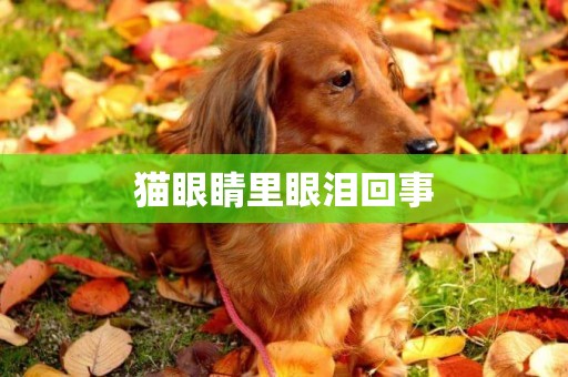 貓眼睛里眼淚回事