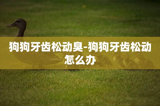 狗狗牙齒松動臭-狗狗牙齒松動怎么辦
