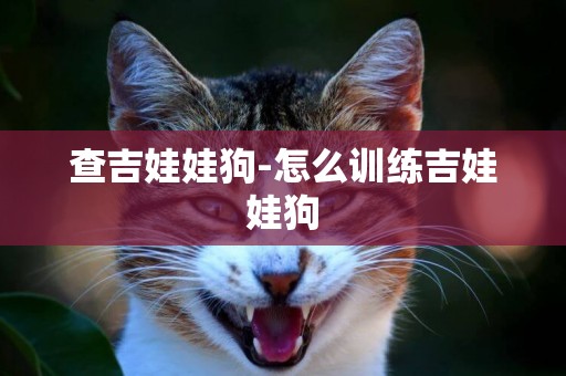 查吉娃娃狗-怎么訓練吉娃娃狗