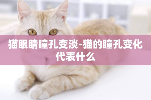 貓眼睛瞳孔變淡-貓的瞳孔變化代表什么