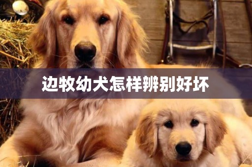 邊牧幼犬怎樣辨別好壞