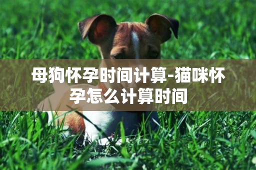母狗懷孕時間計算-貓咪懷孕怎么計算時間