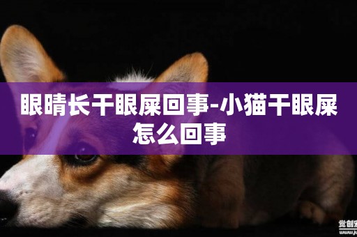 眼晴長干眼屎回事-小貓干眼屎怎么回事