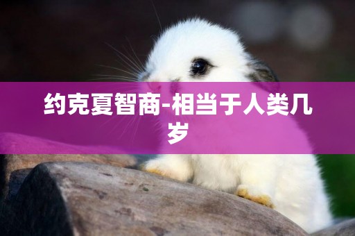 約克夏智商-相當于人類幾歲