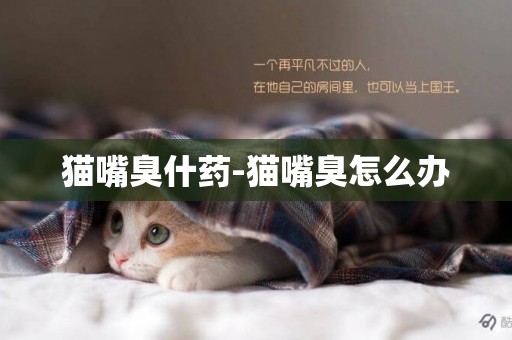 貓嘴臭什藥-貓嘴臭怎么辦
