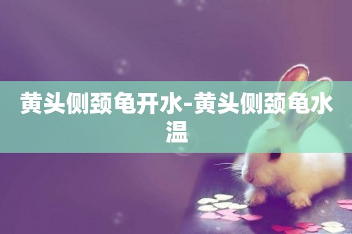 黃頭側頸龜開水-黃頭側頸龜水溫