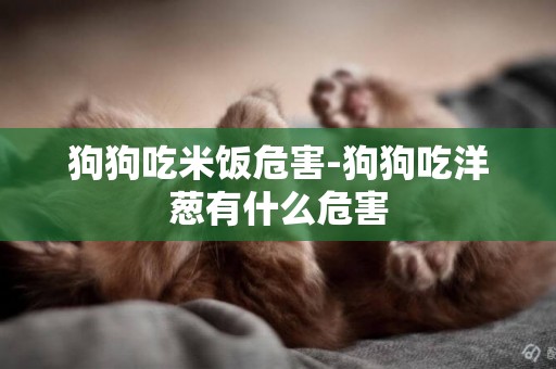 狗狗吃米飯危害-狗狗吃洋蔥有什么危害