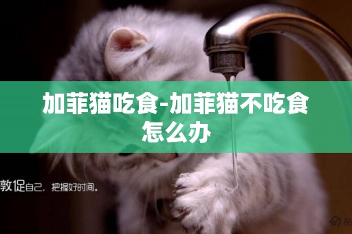 加菲貓吃食-加菲貓不吃食怎么辦