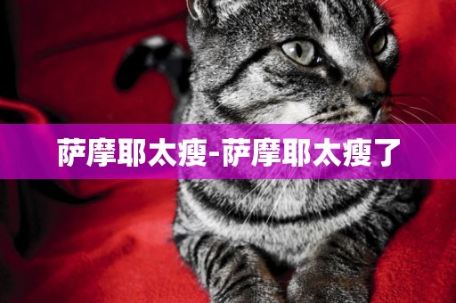 薩摩耶太瘦-薩摩耶太瘦了