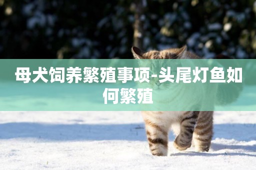 母犬飼養繁殖事項-頭尾燈魚如何繁殖