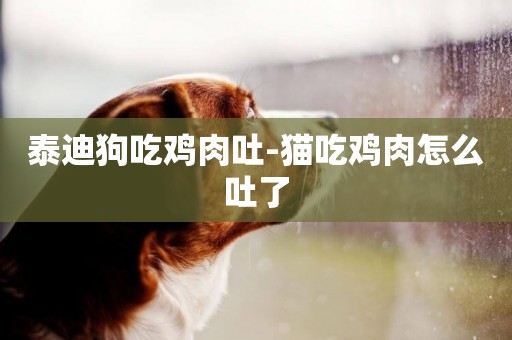 泰迪狗吃雞肉吐-貓吃雞肉怎么吐了