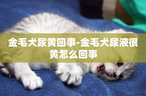 金毛犬尿黃回事-金毛犬尿液很黃怎么回事