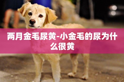 兩月金毛尿黃-小金毛的尿為什么很黃