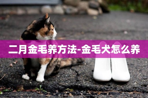二月金毛養方法-金毛犬怎么養