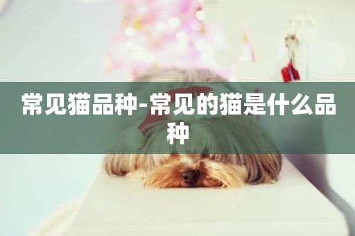 常見貓品種-常見的貓是什么品種