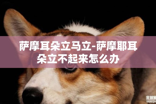 薩摩耳朵立馬立-薩摩耶耳朵立不起來怎么辦