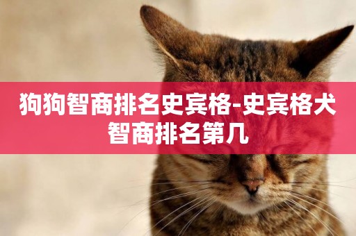 狗狗智商排名史賓格-史賓格犬智商排名第幾