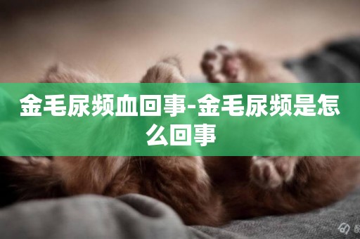 金毛尿頻血回事-金毛尿頻是怎么回事
