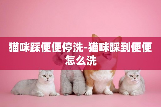 貓咪踩便便停洗-貓咪踩到便便怎么洗